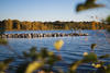 Cospudener See / Lake Cospuden