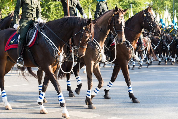 Horse Guards Parade In Thailand