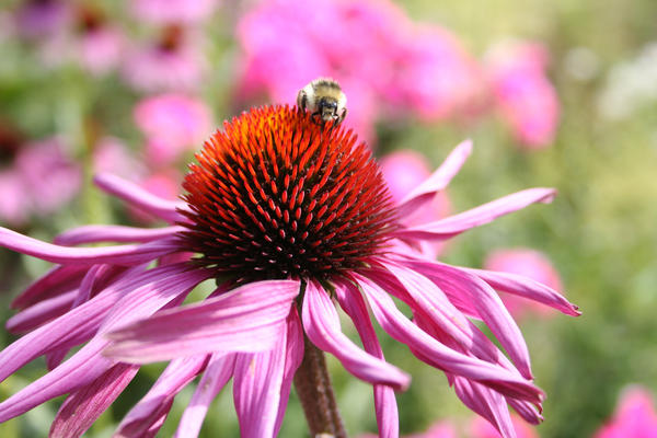 Landesgartenschau Neuss 2026