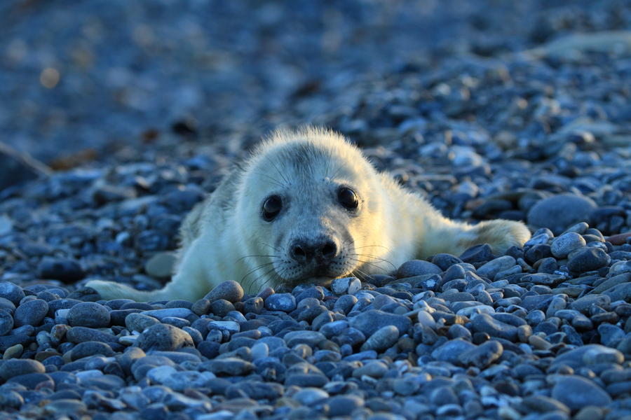 Gray Seal (Halichoerus grypus) Pup  Helgoland Germany