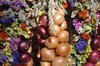 onion plait Weimar Germany