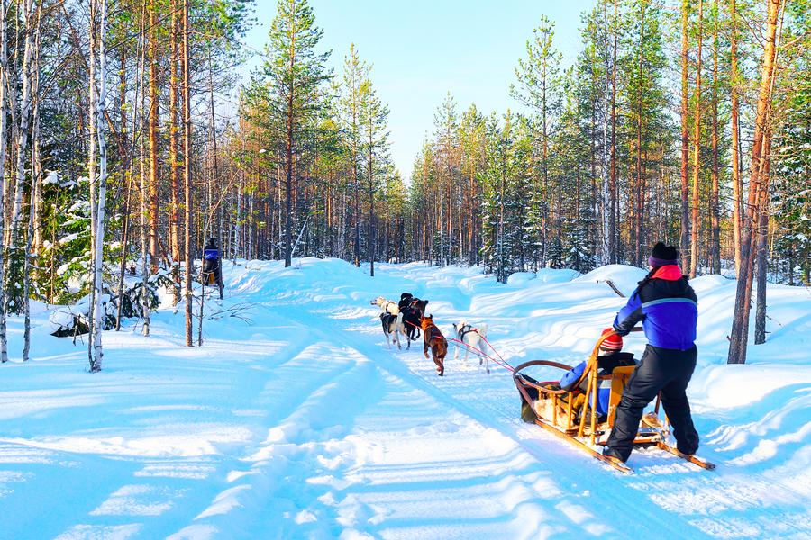 Woman at Husky Dogs Sled in Rovaniemi of Finland of Lapland at Christmas. Dogsled as a canine teamwork.