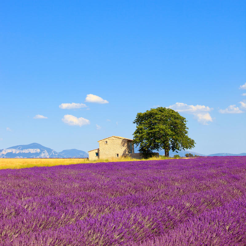 Lavender flowers blooming field, wheat, house and lonely tree. Plateau de Valensole, Provence, France, Europe.