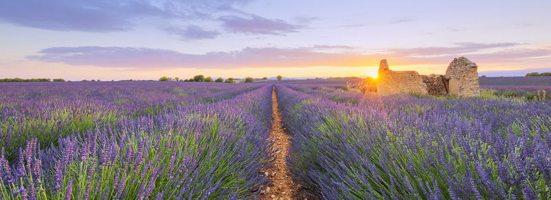 Purple lavender filed in Valensole at sunset. France.