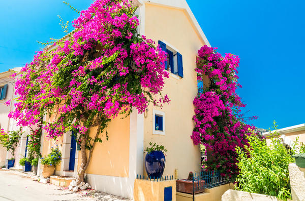 Traditional greek house with flowers in Assos, Kefalonia island, Greece. Blue door and blue window surrounded by magenta flowers.