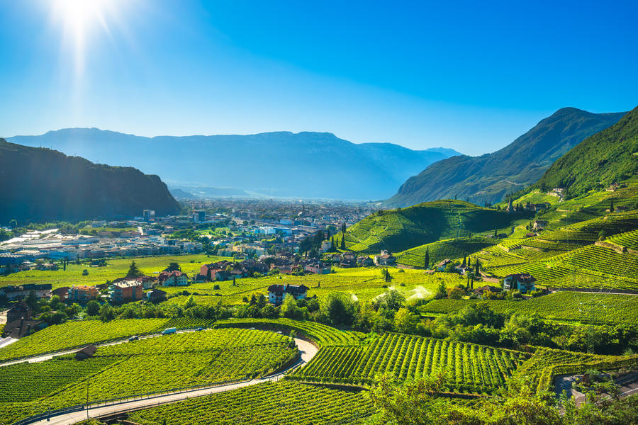 Vineyards view in Santa Maddalena Rencio Bolzano. Trentino Alto Adige Sud Tyrol, Italy, Europe.
