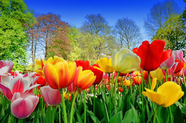 Fresh multicolored tulips in a spring park