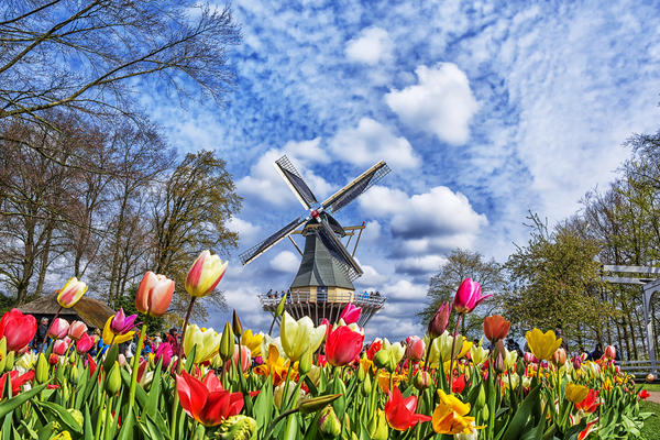 Dutch windmill and colorful tulips in spring garden of flowers Keukenhof, Holland, Netherlands.