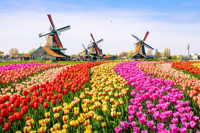 Flusskreuzfahrt Tulpenblüte