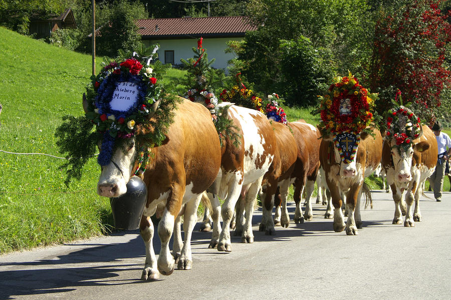 Cows walking with decoration in the parade called "Almabtrieb" in Austria