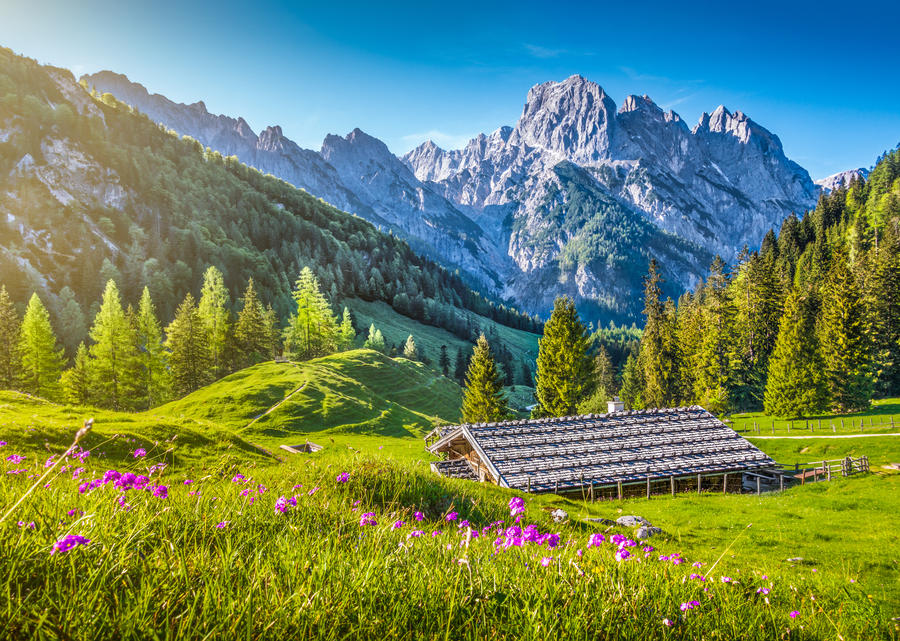 Idyllic landscape in the Alps in springtime with traditional mountain chalet and fresh green mountain pastures with blooming flowers in beautiful evening light at sunset