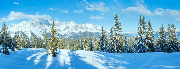 Winter mountain fir forest snowy panorama and ski slope (top of Papageno bahn - Filzmoos, Austria)