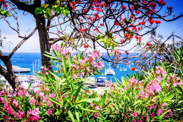 View of Funchal port through the blooming flowers. Madeira island