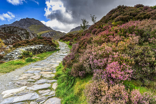 Heather in flower in Snowdonia national park Wales