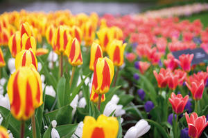 Zur Tulpenblüte nach Holland