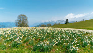 Narzissenfest im Ausseerland