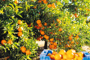 Diese Reise ins Herz Dalmatiens wird Sie begeistern! Städte wie aus dem Bilderbuch mit Jahrhunderte alter Tradition und eine Landschaft zum Niederknien, geschützt durch die schroffen Barrieren der Küstengebirge. Wie schläfrige Riesentiere liegen die Adria-Inseln im Licht der Abendsonne. 