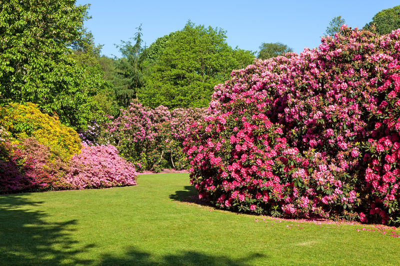 Rhododendron and Azalea Bushes in Beautiful Summer Garden in the Sunshine