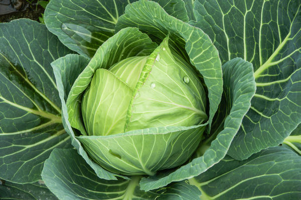 The cabbage closeup