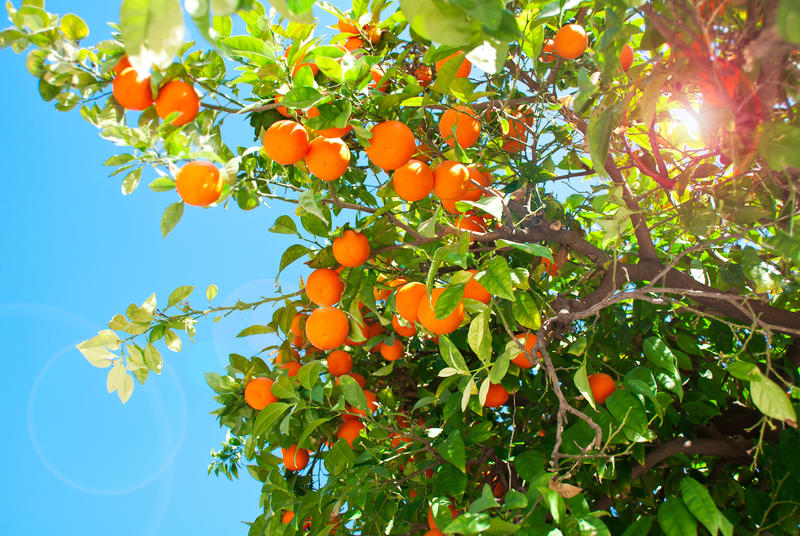 Branches with the fruits of the tangerine trees, Sevilla, Spain