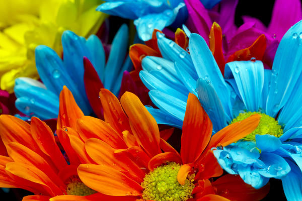 Colorful flowers against a black background in a studio environment