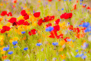 Mohnblüte im Meißner Land