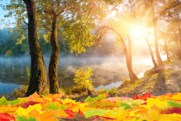 Fall background with orange foliage, seasonal autumn backdrop
