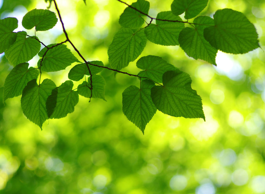 Green leaves on the spring tree background